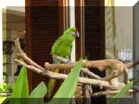 hawaii-Hilton_Parrot.jpg (11033 bytes)